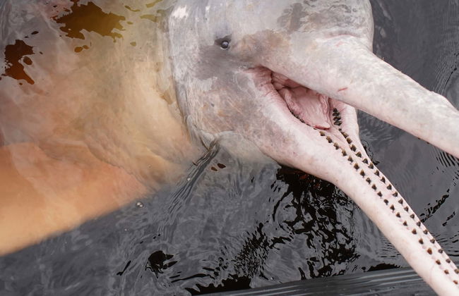 Rio Negro Tour - Photo 1