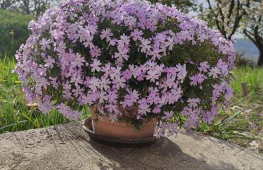 Apartman Tramonto - Foto 10