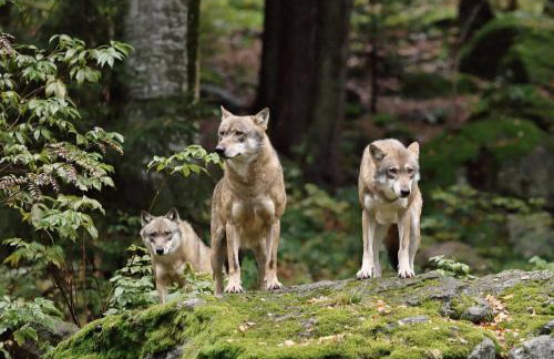Ferienwohnung im Landhaus am Nationalpark - Foto 27