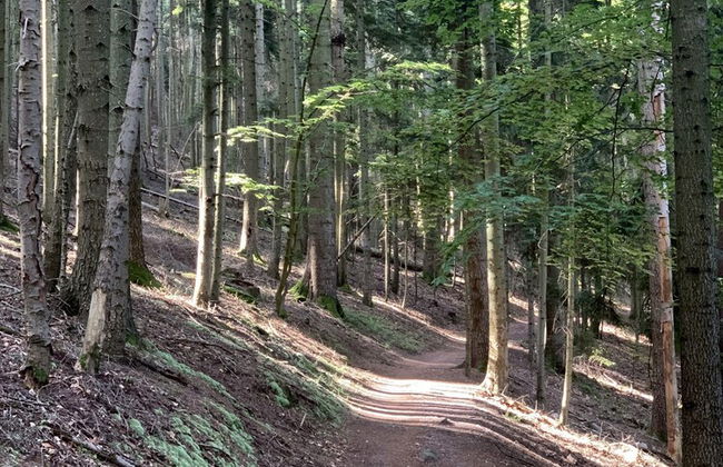 Appartements du Comté de Dabo - Photo 16