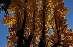 A CASA DI SISSI - Foto 33