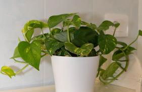 La Casetta del Ponte a due passi dal Mare - Foto 20