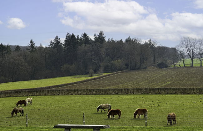 3 bedroom House in Gulpen with garden and terrace - Photo 16