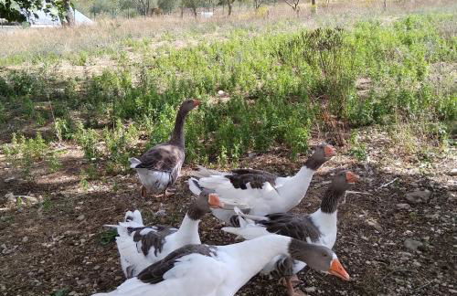 la masseria di Antonio e Teresina - Foto 20