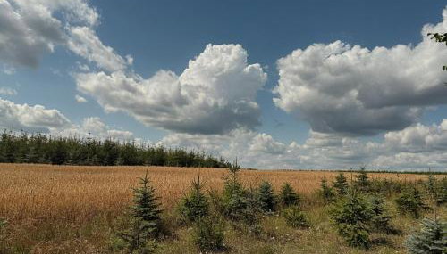 Apartamenty i Winnica - Siedlisko Na Polanie - Foto 4