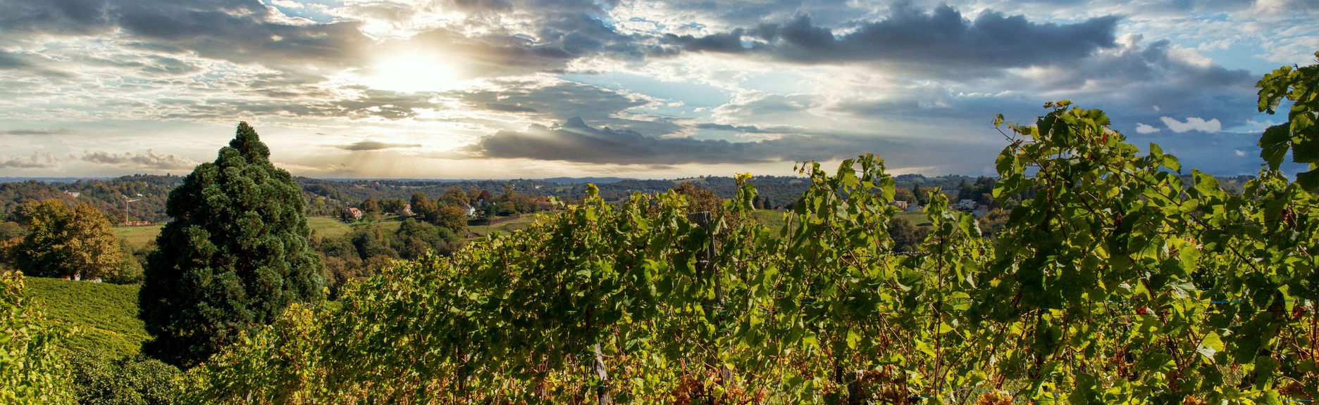 Visita a una bodega de Pau