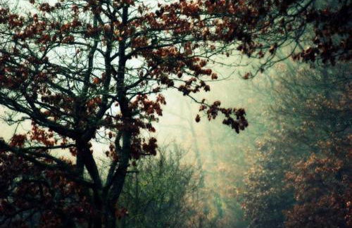 The Cozy Cottage - Foto 30