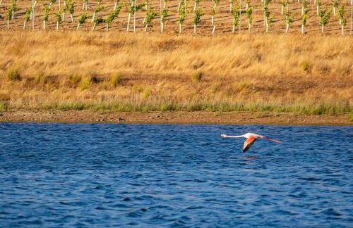 Fontes Bárbaras Enoturismo - Foto 62