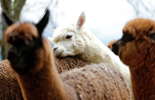 Beautiful Apartment in Westendorf With Sauna - Foto 25