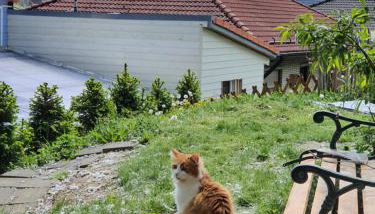 Holzhaus Chalet Nationalpark Eifel Hund willkommen - Foto 3