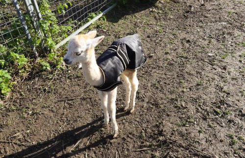 The Old Piggery - Foto 26