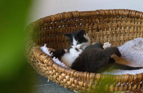 Tomasoethof - Foto 17