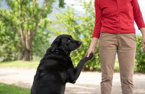 Tribus Lorenz - Wiesgut - Photo 15