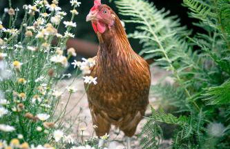 Ferienparadies Hugenhof - Foto 32