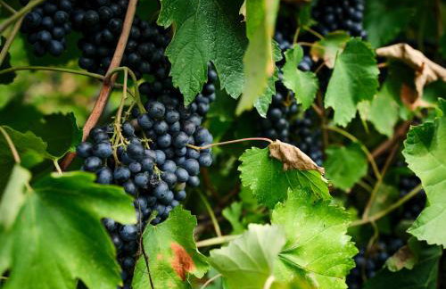 Verdenoce Agriturismo - Foto 62