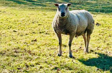 Wild Meadow Cottage - Countryside Views and King Bed - Foto 22