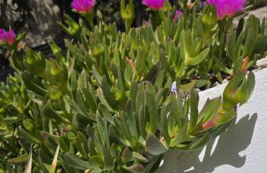 Un petit coin de paradis à Casa Bébé - Photo 67