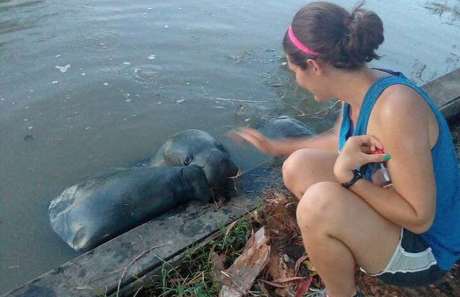 Tour de la Magenta de 1 centavo de la Guyana Británica - Foto 6