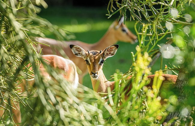 San Lameer Villa 1922 - Foto 11
