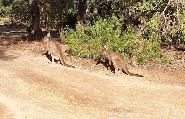 Bussells Bushland Cottages - Photo 30