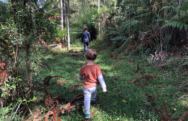 Trilha dos Xaxins - Foto 4