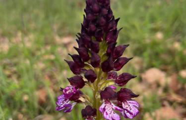 La Truffe Rose - Foto 40