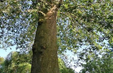 Grande maison bois entre océan et lac - Foto 13