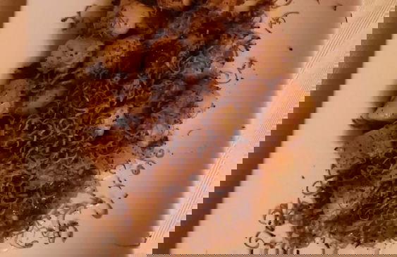 Il Casale di Ginetto - Photo 54