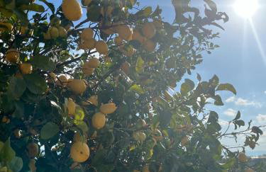 Vivian Philoxenia - Foto 40