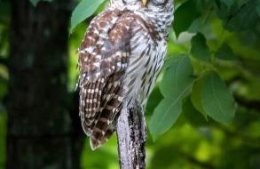 Gorgeous Tiny House with Indoor and Outdoor Lounging Space in Alabama - Foto 22