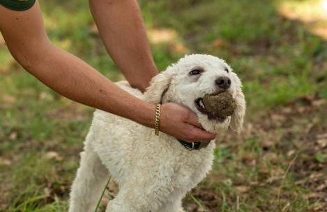 Tenuta Cascina Marenco - Foto 26