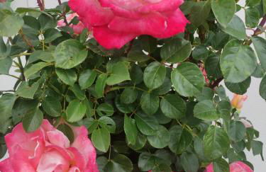 Turismo Rural Macieira Brava - Foto 9