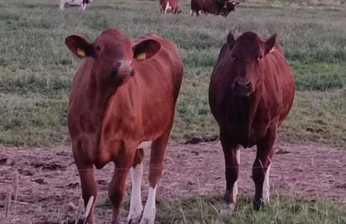 Ediths Haus - Foto 35