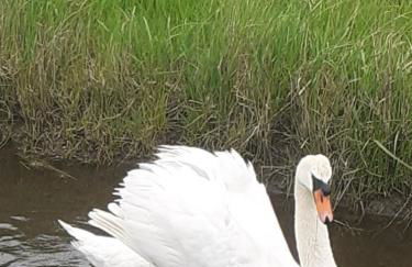 Mooroase Bauerngarten - Ovelgönne - Nordsee - Weser - Jade - Foto 9