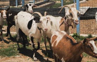 Casa di Voz Suites complex & free gym services by "elite" - Foto 80