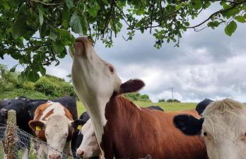 The Old Post Office - Foto 5