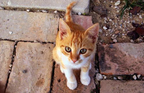 L'Orso e L'Ape B&B - Foto 41