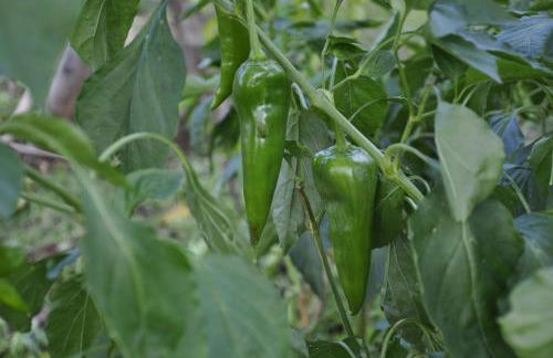 Agriturismo Tholos - Photo 17