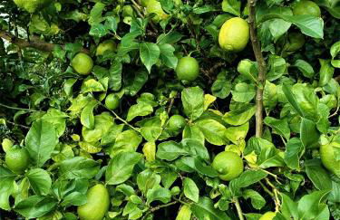 Casa do Arcanjo - Photo 27