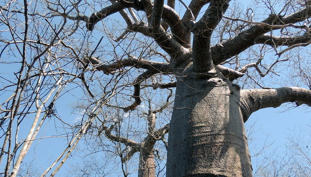 Andranomena Special Reserve - Photo 3