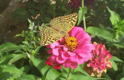 Sirines Apartments - Photo 19