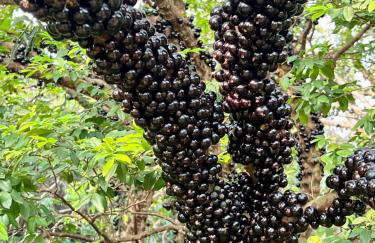 Casa Histórica de Sérgio Ferro - Arquitetura Moderna - Foto 51