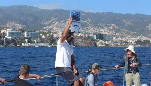 Avistamento de cetáceos de catamarã - Foto 5