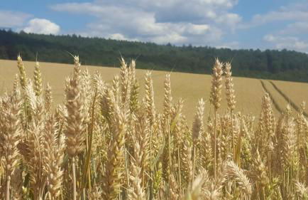 Apartment Lia - Foto 2