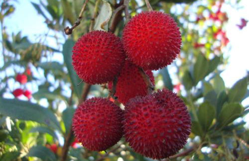 Podere la Campagnola - Foto 45