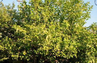 Peacock's Apartments - Foto 9