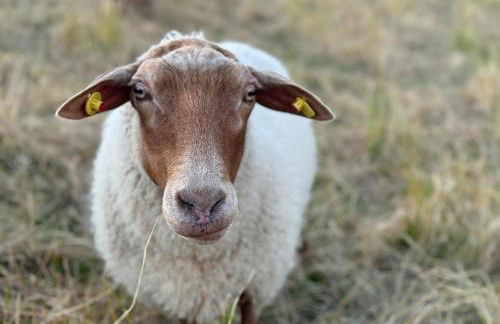 Appartement Cappel Whg 23 - Foto 11