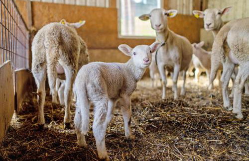 Ferienhof Benz - Foto 6