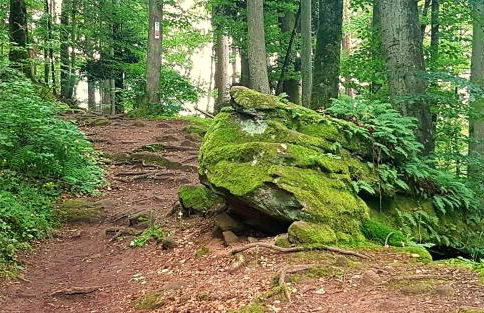 Rausblick Cabin - Foto 17