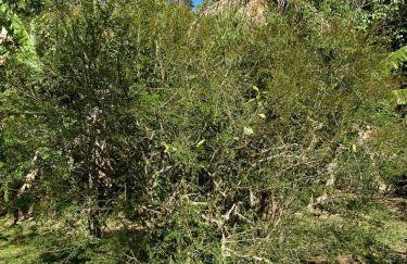 Sítio Bosque Magico - Foto 44